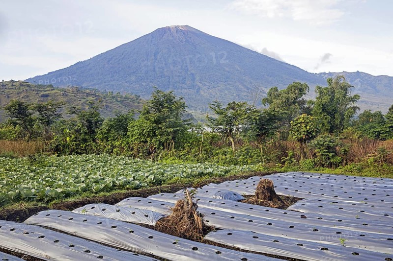 Mount Rinjani, Gunung Rinjani, active volcano and field growing vegetables at Sembalun Lawang, West Nusa Tenggara on the island Lombok, Indonesia, Asia