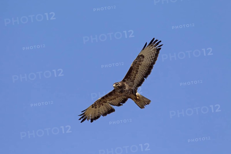 Common buzzard (Buteo buteo) in flight against blue sky