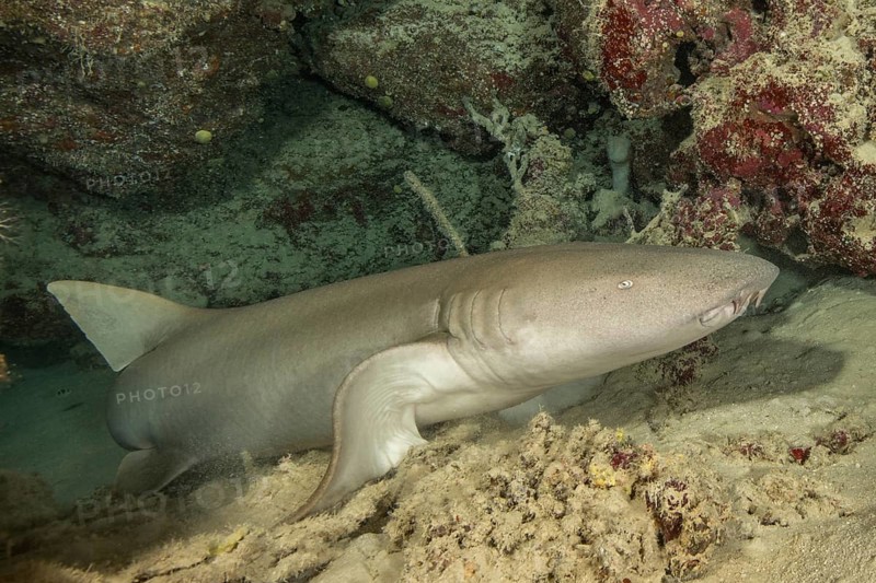 Nurse shark (Nebrius ferrugineus) lying in small grotto leaning on pectoral fin lifting upper body, Pacific Ocean, Yap Island, Yap State, Caroline Islands, FSM, Federated States of Micronesia, Australia, Oceania