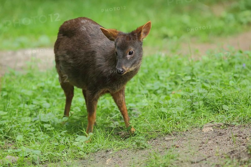 Southern pudu (Pudu puda), captive