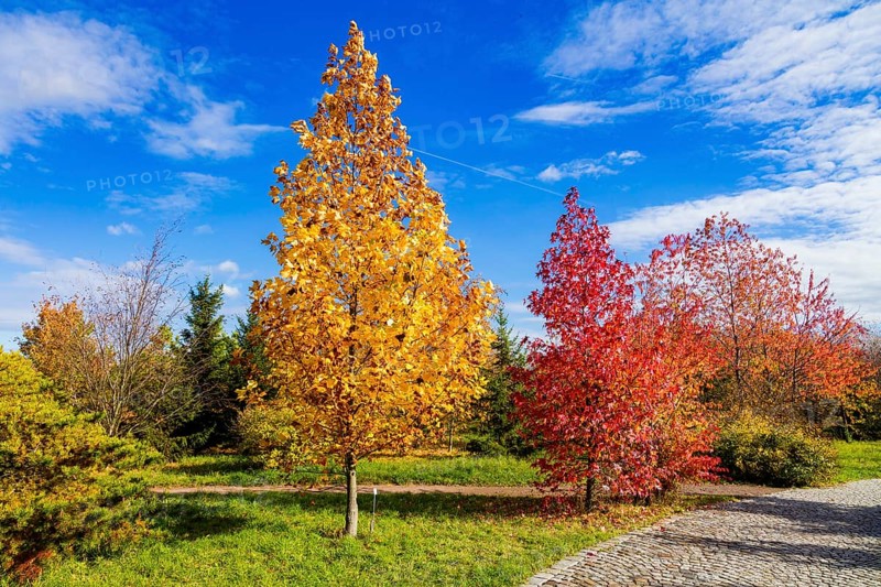 The Forest Botanical Garden Tharandt is an institution of the Technical University of Dresden and at the same time the Saxon State Arboretum. It houses single stem woody plants and has been greatly expanded since 1997 to include North American forest formations