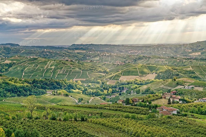 Wine hills near Diano d'Alba, Barolo region, Langhe, Piedmont, Italy, UNESCO World Heritage Site, Europe