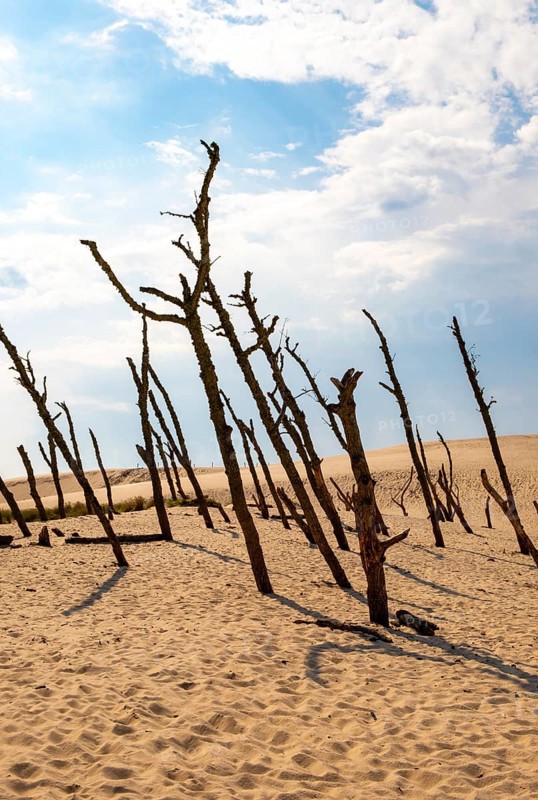 Dead trees, Slovincian National Park, Slowinski Park Narodowy, Poland, Europe
