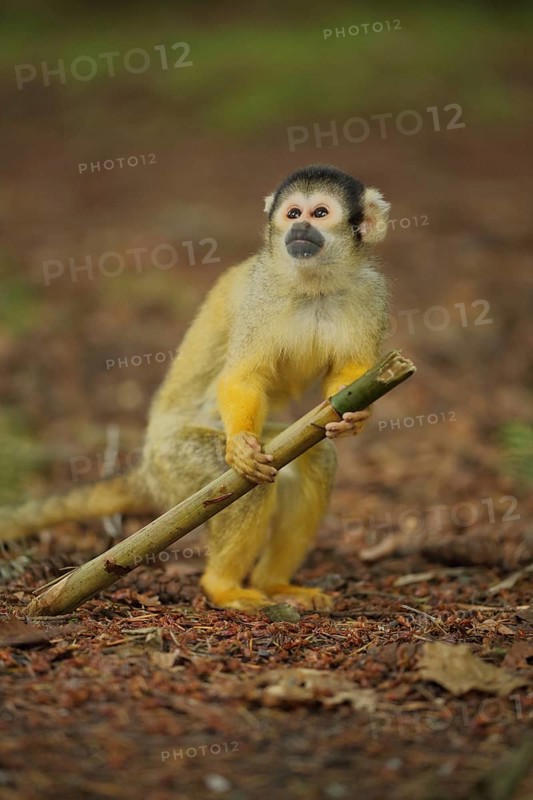 Common squirrel monkey (Saimiri sciureus), juvenile, stick, hold, look, high, above, ground, captive