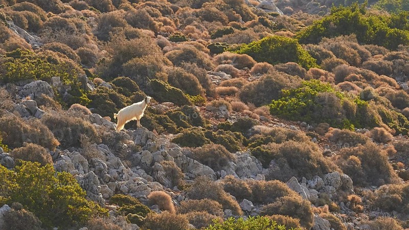 Single white goat (caprae) on rocks, small, backlight, Machia, Rodopou peninsula, western Crete, island of Crete, Greece, Europe