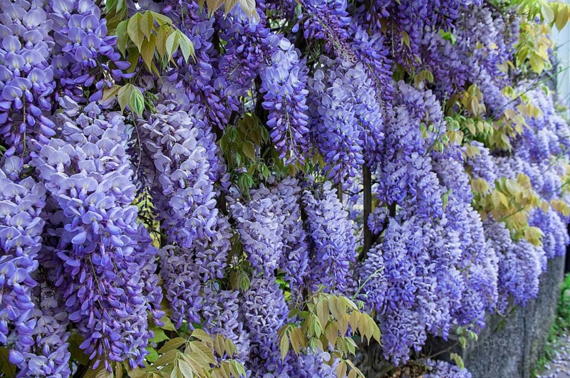 Chinese wisteria (Wisteria sinensis)