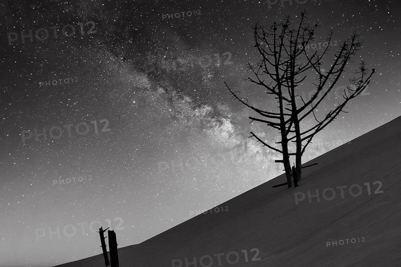 Dry dead pine (Pinus) in the evening, tree stumps on deserted shifting sand dune, starry sky, view from below, backlight, monochrome, symbolic image, Dune du Pilat, dune near Arcachon, Gironde, Aquitaine, South of France, France, Europe