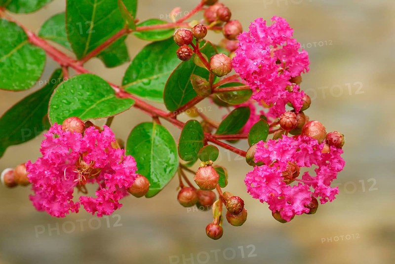 Crepe myrtle (Lagerstroemia indica), Indian lager myrtle, Chinese curly myrtle, Lythraceaee (Lythraceae)