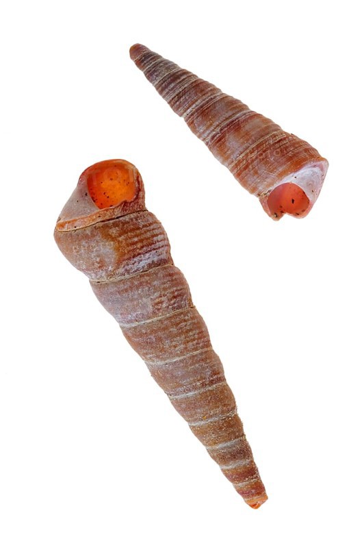 Common pelican foot, Common pelican feet, Other animals, Shells, Animals, Molluscs, Turret-shell, Auger shell, common tower shells (Turritella communis) on white background