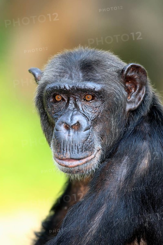 Common Chimpanzee (Pan troglodytes)