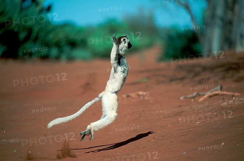 Verreaux's Sifaka (Propithecus verreauxi), Berenty, Madagascar, side, Africa