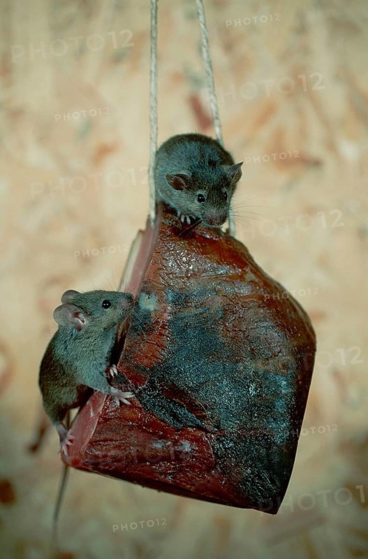 House Mice (Mus musculus) climbing on bacon, Germany, Europe