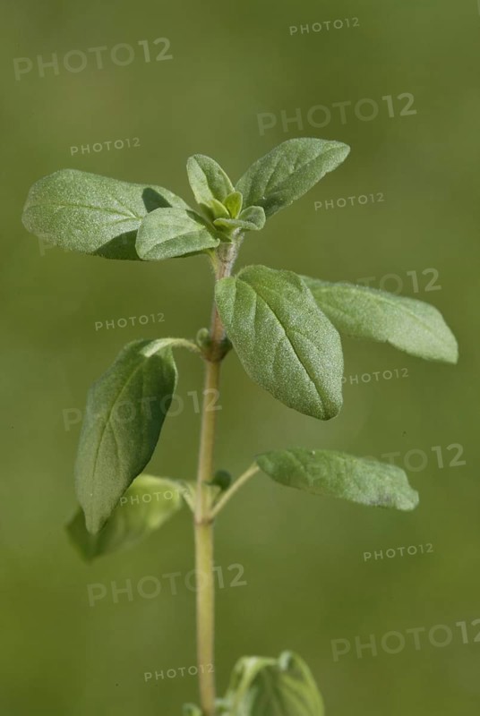 Marjoram (Origanum majorana) leaves