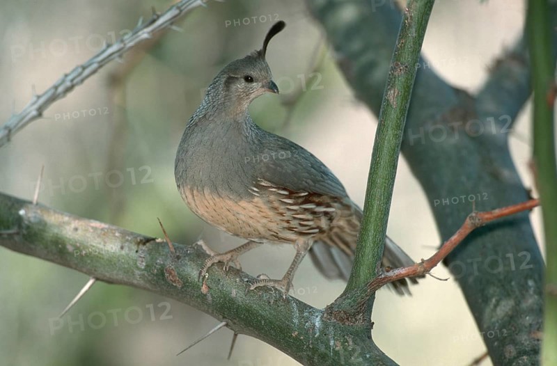 Gambel's Quail (Callipepla gambelii), female, Sonora desert, Arizona, USA, Helmwachtel, weiblich, Sonorawueste, Arizona, USA, Wachtel, North America