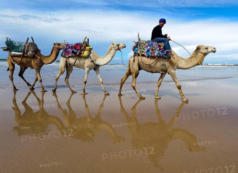 Morocco, dromedary driver, beach, Essaouira, Africa