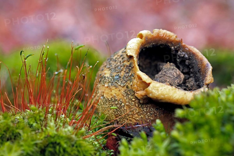 Common earthbal, pigskin poison puffball (Scleroderma citrinum), common earth ball (Scleroderma aurantium)