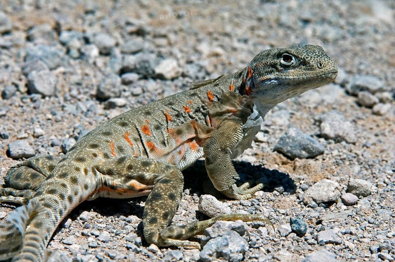 Long-nosed leopard lizard (Gambelia wislizenii) moulting in the Sonoran Desert, and northern Mexico, native to western USA
