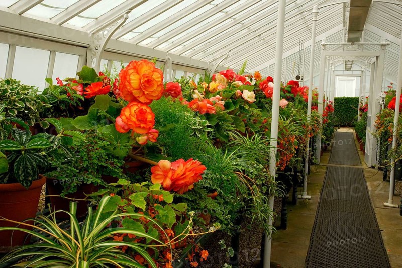 Greenhouse with begonias (Begonia hybrid), Begoniaceae (Begoniaceae) West Dean Garden, West Sussex, England, Great Britain