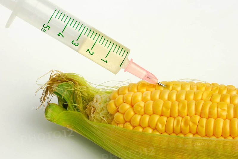 Syringe in flask (Zea mays) Genetic manipulation
