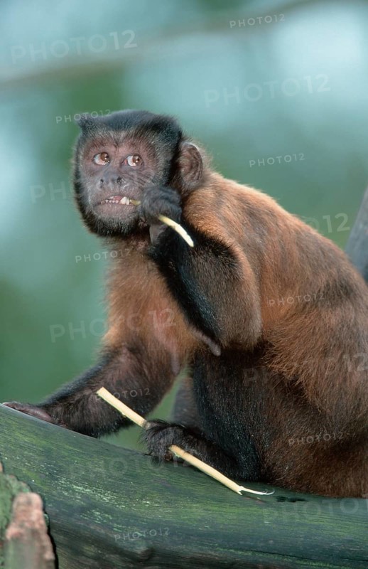 Weeper Capuchin Monkey (Cebus Nigrivittatus), Wedge-capped Capuchin