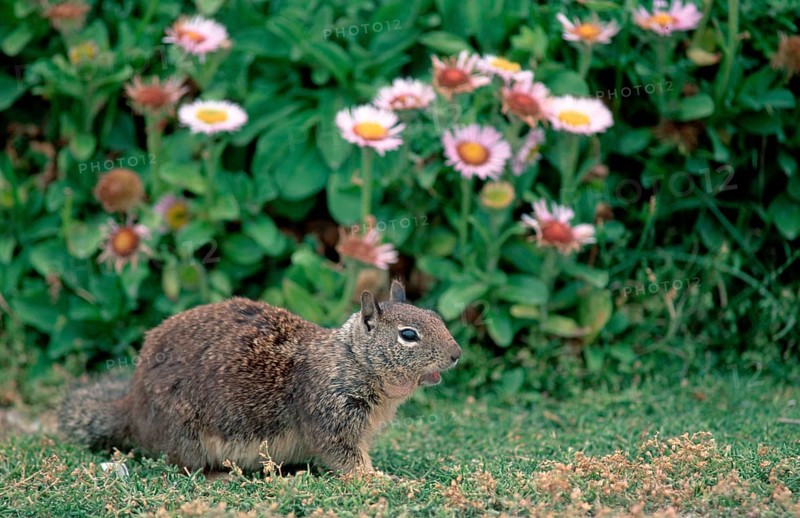Californian Ground Squirrel, Beechey's, Monterey, California, USA, California california ground squirrel (Citellus beecheyi), California, USA, North America