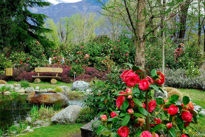 Camellia Park (Theaceae), Locarno, Ticino, Switzerland, Europe
