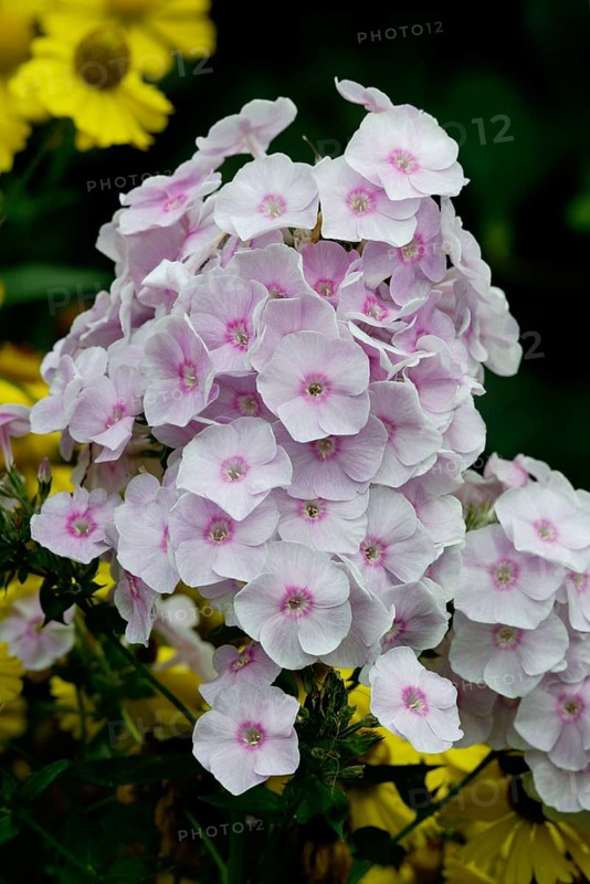 Phlox (Phlox paniculata), Flammenblume, Blumen, flowers, Gartenpflanzen, garden plants, Himmelsleitergewaechse, Jakobsleitergewaechse, Polemoniaceae, Hochformat, vertical, bluehend, blooming