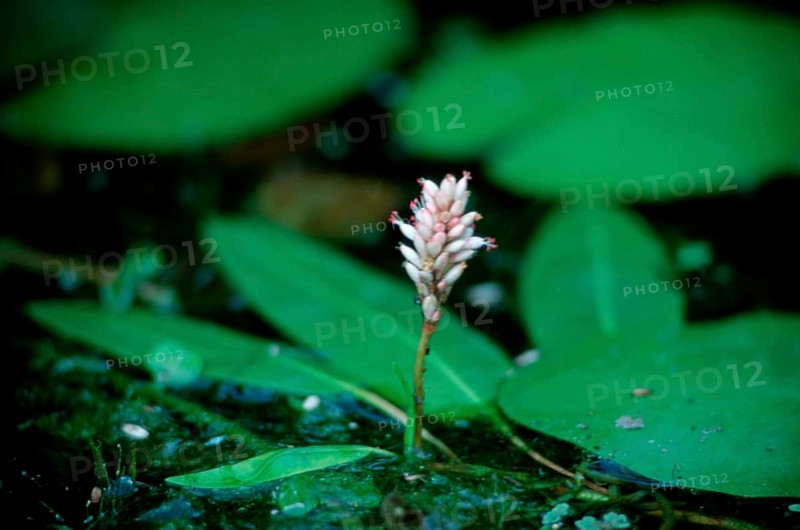 Water knotweed (Polygonum amphibium)