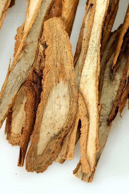 True cinnamon tree (Cinnamomum verum)