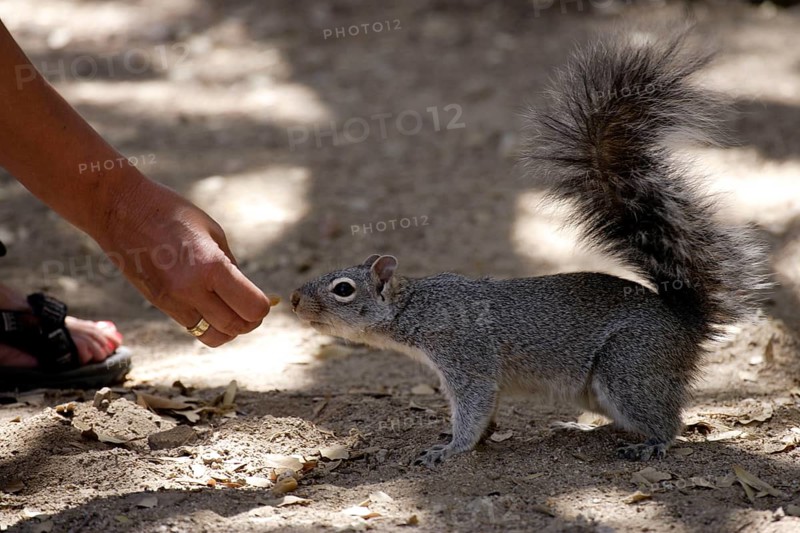 Arizona Grey Squirrel (Sciurus arizonensis) beeing feeded, Arizona, USA, North America