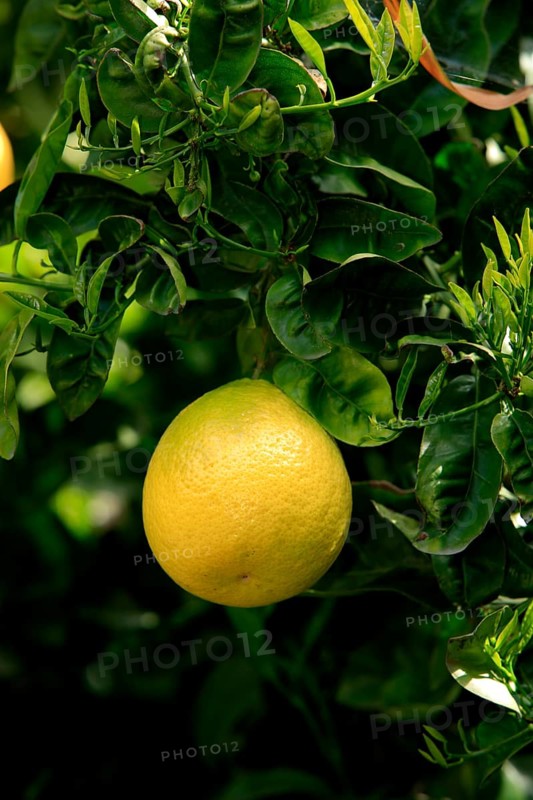 Grapefruits on the tree (Citrus grandis)