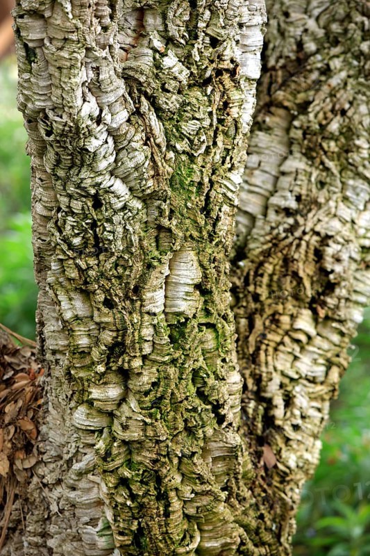Cork oak (Quercus suber), California, USA, North America