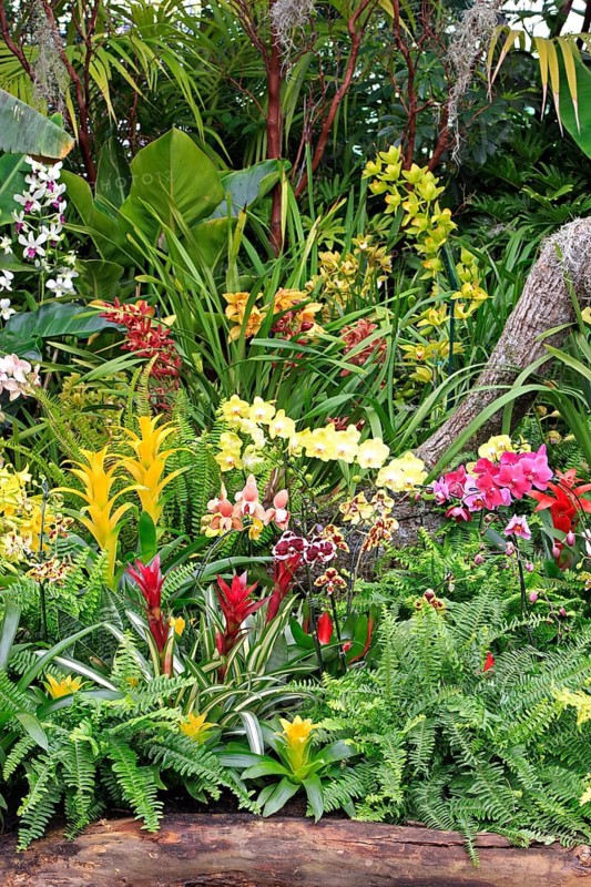 Garden with exotic flowers, San Diego, California, USA, North America
