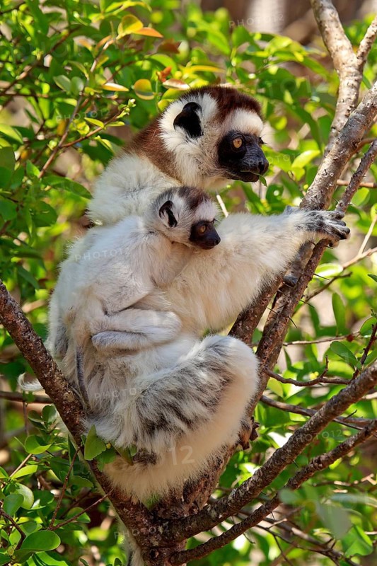 Verreaux's sifakas (Propithecus verreauxi), female and juvenile, Berenty Reserve, Madagascar, Africa