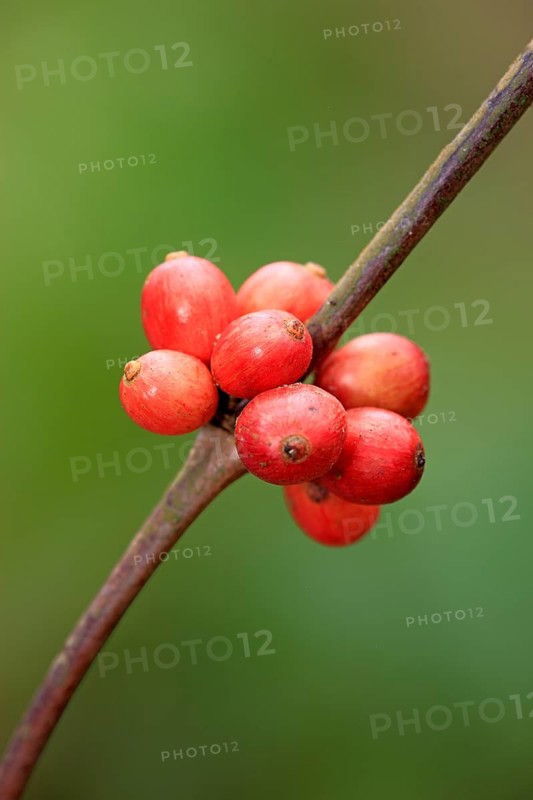 Arabica coffee (Coffea arabica), Nosy Be, coffee bush, Madagascar, Africa