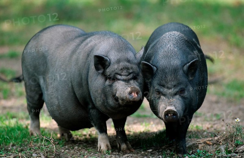 Vietnamese Pot-bellied Pigs pair, Vietnamese pot-bellied pigs, pair, Vietnamese pot-bellied pig, pigs, pigs, domestic pig