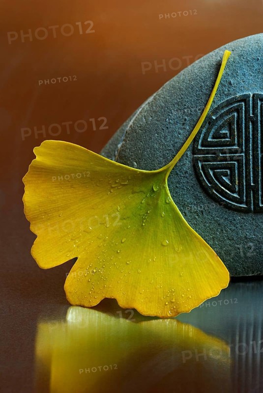 Ginkgo (Ginkgo biloba) leaf and stone, gingko