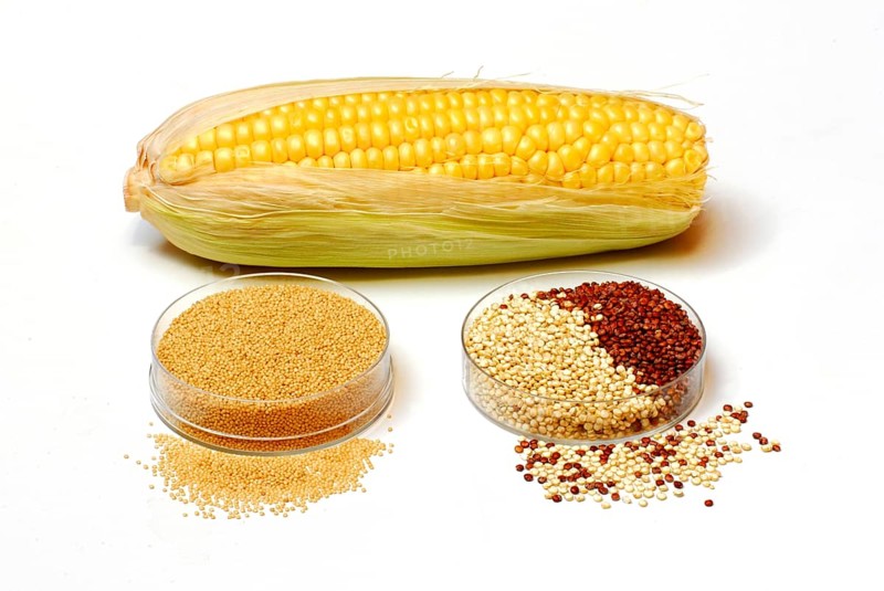 Cornpistons (Zea mays) Amaranth (Amaranthus) and quinoa , Quinoa (Chenopodium quinoa) Inca grain, Peru rice