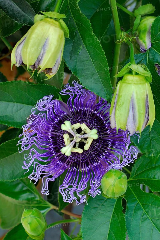 Passion flower hybrid ( Passiflora incarnata x P. edulis flavicarpa Byron Beauty) , passion flower