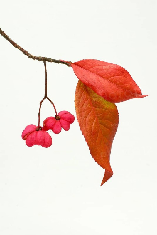 European spindle (Euonymus europaeus)