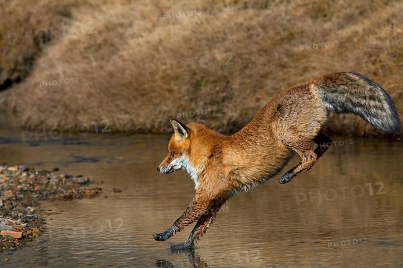 Red fox, red foxes (Vulpes vulpes), Fox, Foxes, Canines, Predators, Mammals, Animals, Red fox jumping over river, Gran Paradiso National Park, Italy, Europe