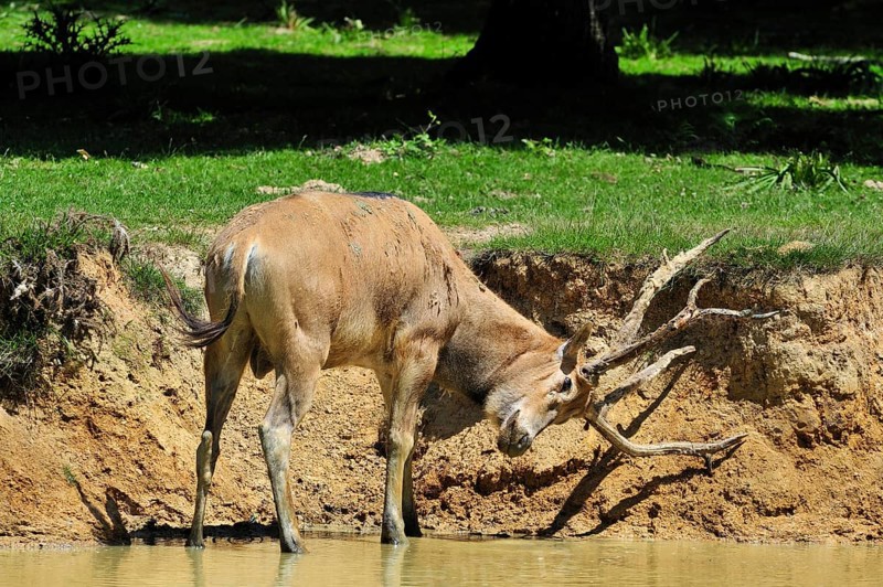Pere David's deer, père david's deer (Elaphurus davidianus) standing in the river rubbing the velvet from its antlers, native to China