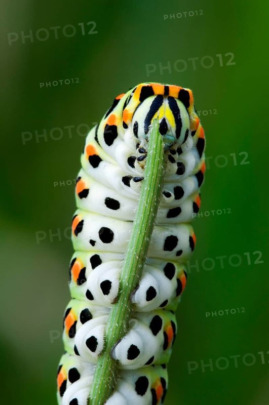 Caterpillar of common yellow swallowtail (Papilio machaon), Old World swallowtail butterfly feeding on plant