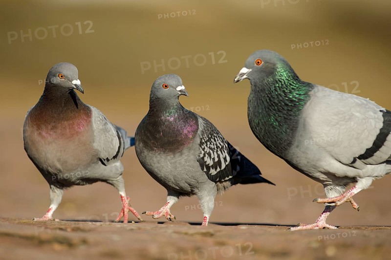 City pigeons, feral domestic pigeon