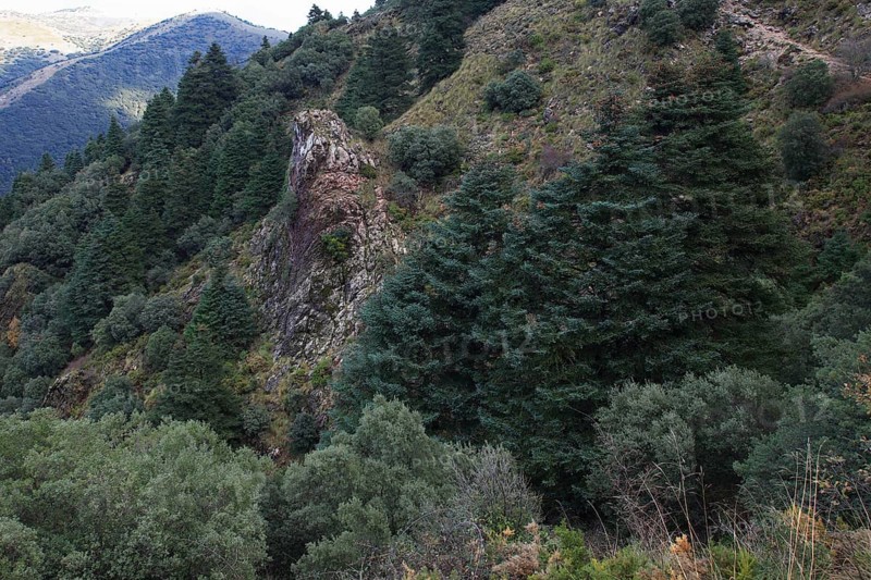Hedgehog Forest, Sierra de Grazalema National Park, Andalucia (Abies pinsapo), Hedgehog, Spain, Europe