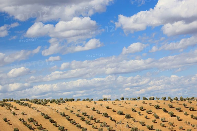Olive groves, province of Jaon, Andalusia, Spain, Europe
