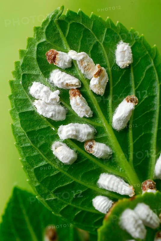 Hydrangea wool scale insects on hydrangea leaves (Pulvinaria hydrangeae), hydrangea wool scale insect, scale insect, plant pest, plant pests