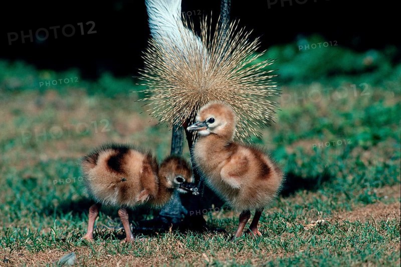 Crowned Crane with chicks, South_Africa (Balearica pavonina regulorum)