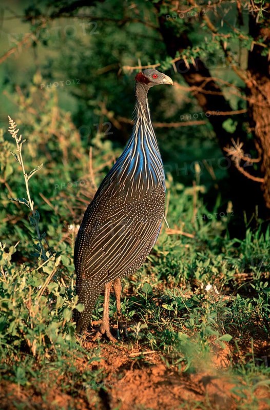 Vulturine Guineafowl (Acryllium vulturinum), Samburu Game Reserve, Kenya, Geierperlhuhn, Samburu Wildschutzgebiet, Kenia, Afrika, africa, Tiere, animals, Vogel, Huehnervoegel, gallinaceous birds, aussen, outdoor, seitlich, side, Hochformat, vertical, stehen, standing, adult, Africa