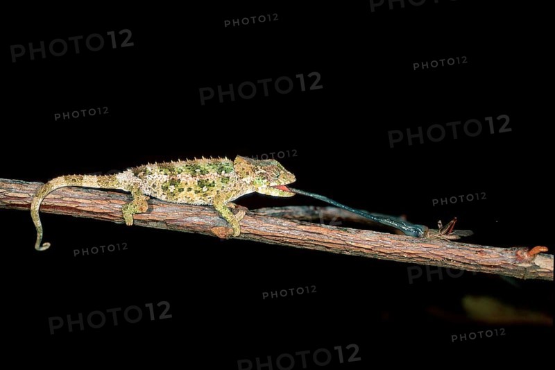 Young short-horned chameleon (Calumma brevicornis) hunting, page, Madagascar, Africa